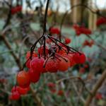 Viburnums røde frugter bliver siddende længe, også på den mindre udgave af busken, Viburnum opulus Compactum. Privatfoto 