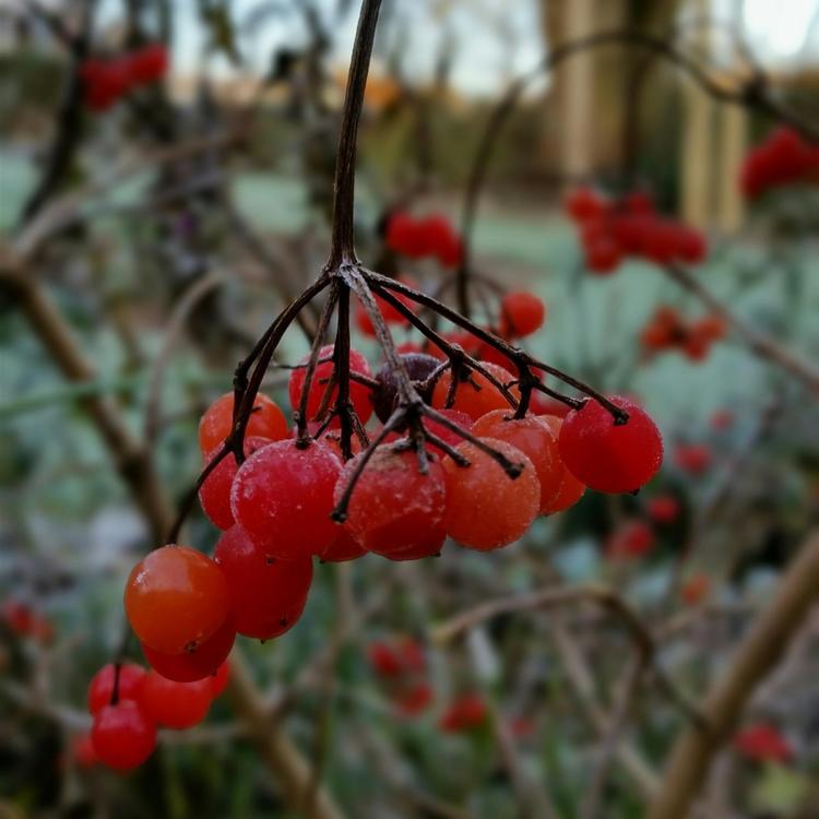 Viburnums røde frugter bliver siddende længe, også på den mindre udgave af busken, Viburnum opulus Compactum. Privatfoto 