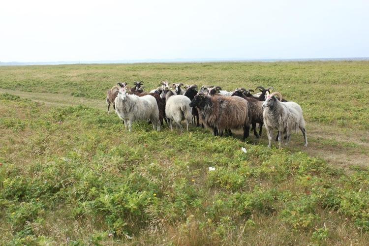 Her ses fårene på den del af strandoverdrevet, hvor slåning og fåregræsning er iværksat fornylig.  