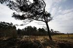 Mange steder i landet bærer nåletræerne præg af vind og vejr. 
