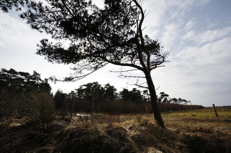 Mange steder i landet bærer nåletræerne præg af vind og vejr. 