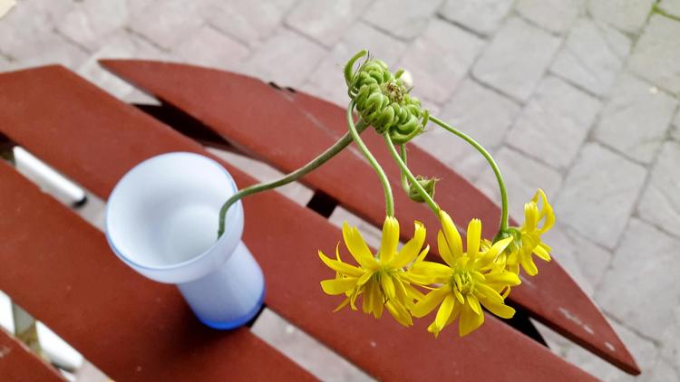 En morgenfrue er gået lige fra frø til blomst. 