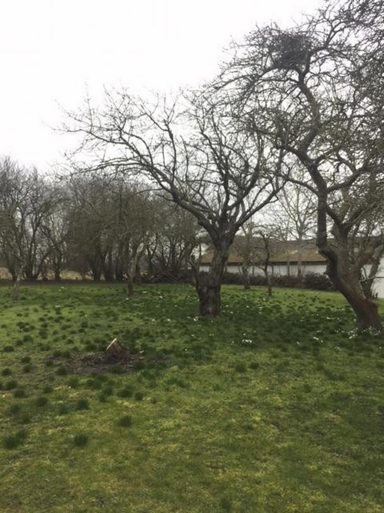 Denne have hører til en gård på Ærø. Da den skiftede ejer, var den meget tilgroet. 