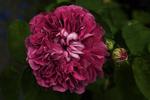 Ingen planters navne overgår roser i poetisk storladenhed. Denne velduftende skønhed hedder f.eks. Rose du Roi á Fleurs Pourprés. 