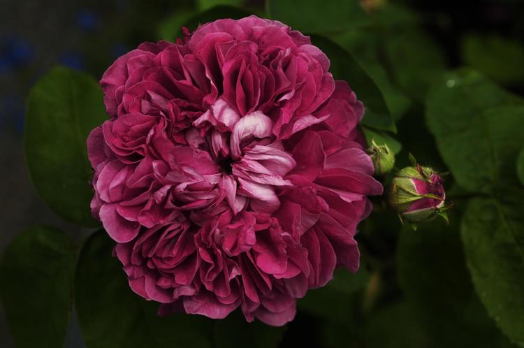 Ingen planters navne overgår roser i poetisk storladenhed. Denne velduftende skønhed hedder f.eks. Rose du Roi á Fleurs Pourprés. 