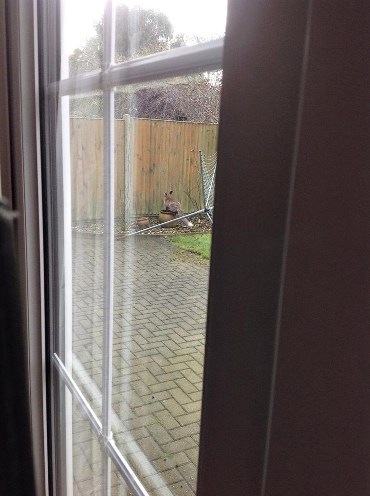 I England er det lykkedes en ræv at kravle op ad en lodret mur/plankeværk og ind til en have. 