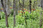 I bæltet mellem Ejnars gamle gård og vejen vokser der kejserkroner blandt buske og træer Hvis ingen fjerner dem, vil de også kunne blomstre i foråret om 50 år.  