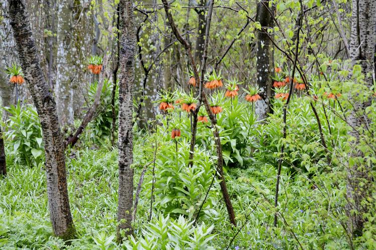 I bæltet mellem Ejnars gamle gård og vejen vokser der kejserkroner blandt buske og træer Hvis ingen fjerner dem, vil de også kunne blomstre i foråret om 50 år.  