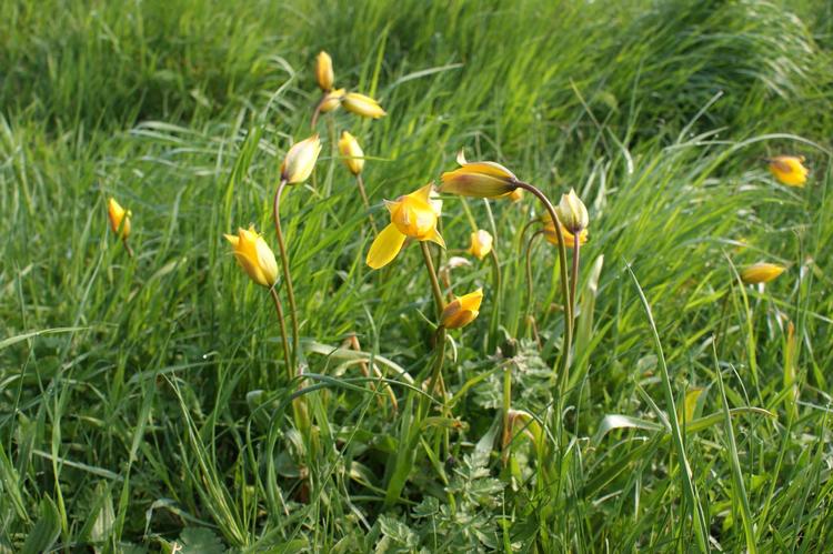Den vilde tulipan er fortsat rimelig sjælden i Danmark, men meget almindelig på Bornholm.  