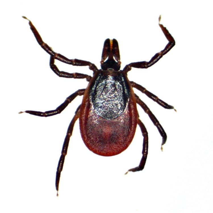 De små flåter kan overføre bakterier og virus til mennesker, når de bider sig fast. I værste tilfælde kan det føre til hjerne-betændelse og lammelser. 