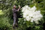 På Ydre Østerbro ligger Ryvangens Naturpark. Her plukker bioetiker Mickey Gjerris hyldeblomst. Han synes, det er en god idé at kæde naturen sammen med madoplevelser. 