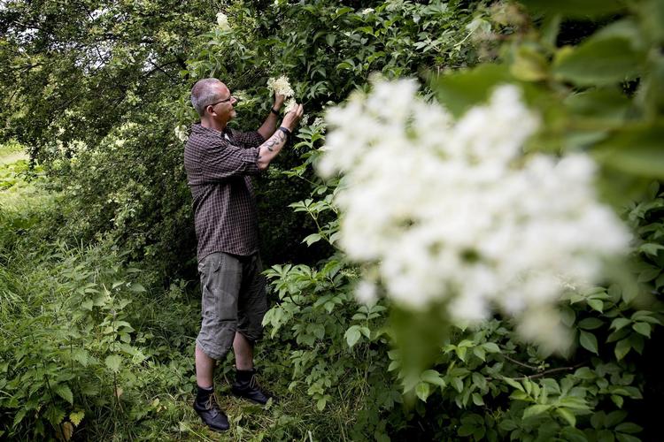 På Ydre Østerbro ligger Ryvangens Naturpark. Her plukker bioetiker Mickey Gjerris hyldeblomst. Han synes, det er en god idé at kæde naturen sammen med madoplevelser. 