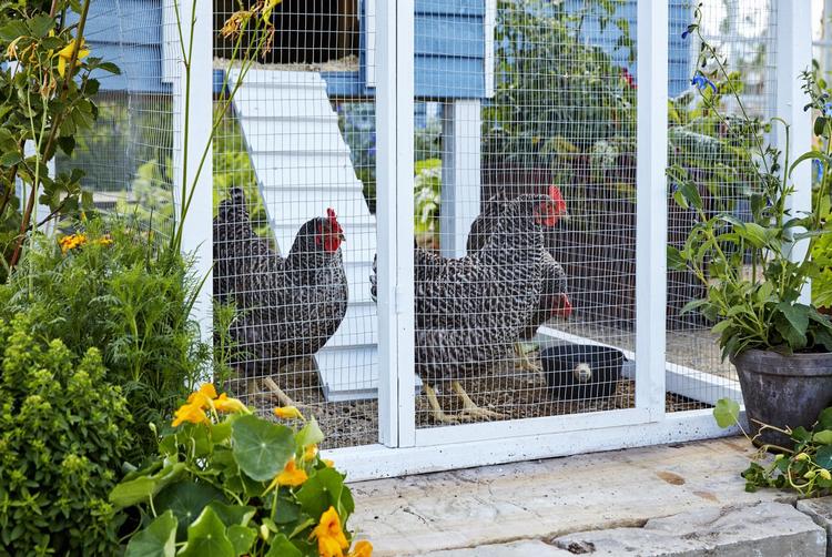 Høns giver liv og hygge i haven, og fire høns er nok til at holde en hel familie selvforsynende med æg. 