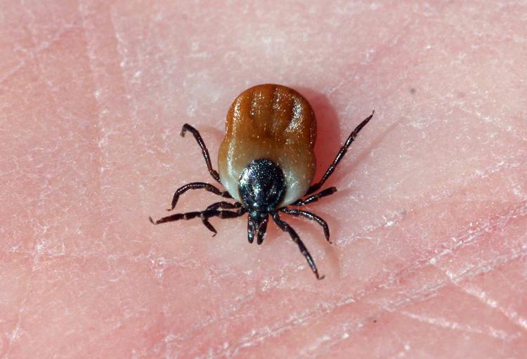 Man er ikke nødvendigvis modstandsdygtig mod borrelia, selv om man er blevet bidt flere gange. 