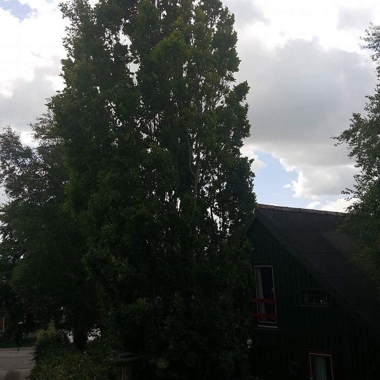 For at undgå dårlig stemning i naboskabet, er det vigtigt at henvende sig til sin nabo på den rette måde og på det rette tidspunkt. 