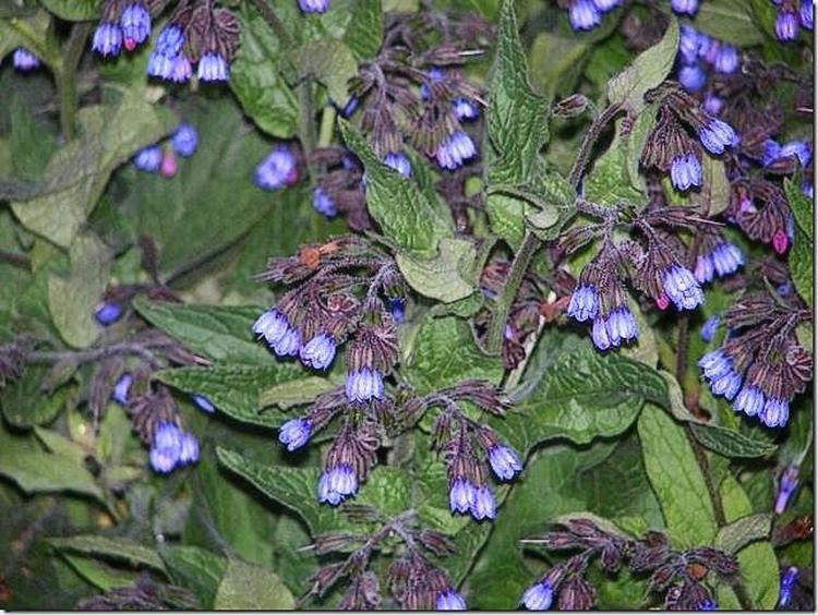 Kulsukker er skvalderkålens overmand, men hvad skal man så bekæmpe kulsukkeren med, når den har overtaget? 