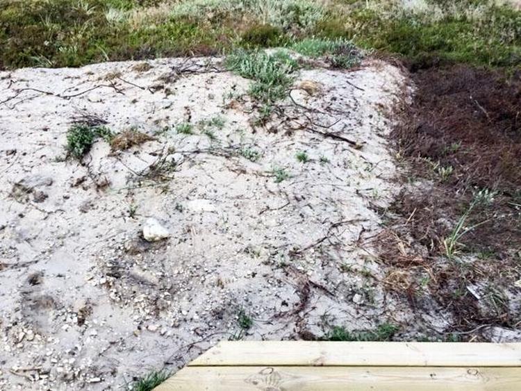 Hos ugens læser er der normalt lyngplanter, så langt øjet rækker. 