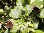 En sensommergeneration af admiralsommerfugle har slået sig ned på et blommetræ.  
