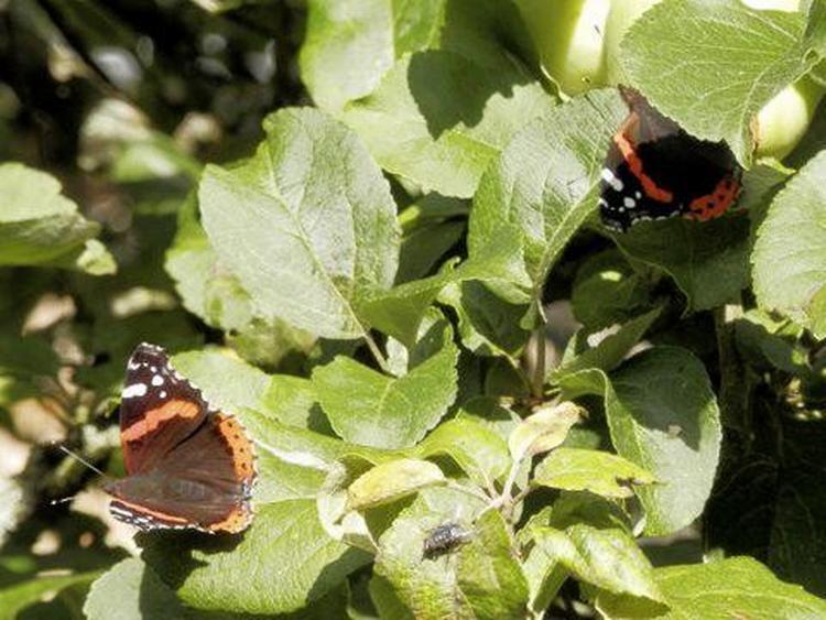 En sensommergeneration af admiralsommerfugle har slået sig ned på et blommetræ.  