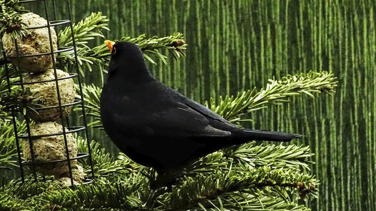 Hos Kurt Wahl i Brønshøj har juletræet fået en ny funktion. Det står på terrassen med en stribe fedtkugler af bedste kvalitet, og både solsort, rødhals og blåmejse nyder det grønne foderbræt – mens Kurt Wahl nyder at betragte livet i træet.  