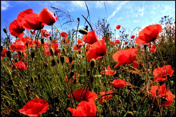 doc6umvgp3dg1011xdqh54h