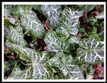plante