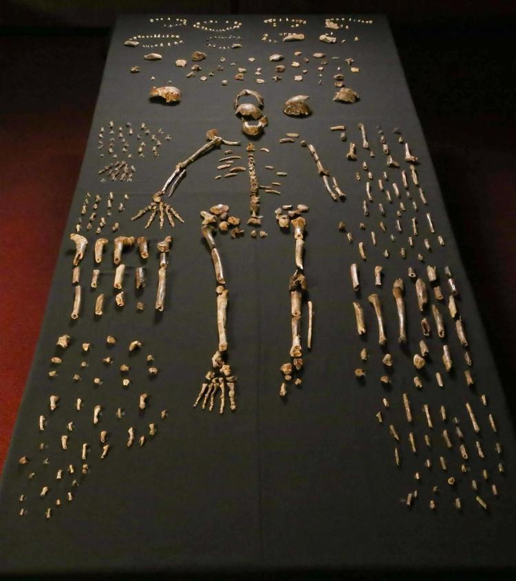 Et Homo naledi-skelet, sammensat af 737 delvise eller komplette anatomiske elementer. 