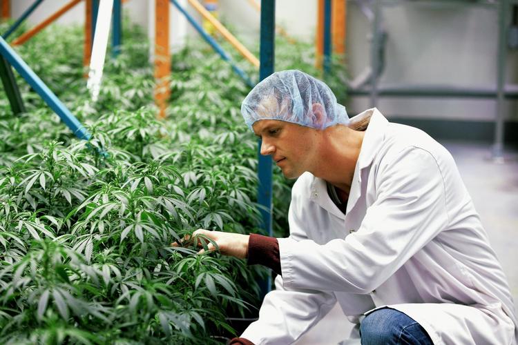 Fra årsskiftet kan danske læger ordinærere rå, potent medicinsk cannabis på recept, selv om både Lægeforeningen og Lægemiddelstyrelsen har været modstandere af forsøget. Regeringen vil nu tillade, at danske landmænd og gartnere kan stå for produktionen. 