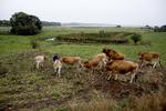 Kun få unge landmænd har råd til at købe en gård med besætning og maskiner, men nu er Økologisk Landsforening klar med et løsningsforslag. 
