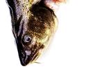 Sagen om fiskekvoter har udviklet sig til en alvorlig politisk skandale, der involverer adskillige ministre og embedsmænd.   