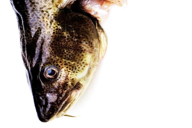 Sagen om fiskekvoter har udviklet sig til en alvorlig politisk skandale, der involverer adskillige ministre og embedsmænd.   