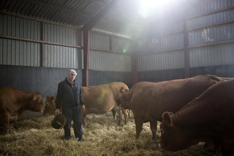 Først skal koen gøres gravid. Så skal den kælve. Så skal kalven die, indtil den skal tages fra koen, så den igen kan blive gravid. Det er den krævende 12 måneders livscyklus, som Mogens Pedersen administrerer her i de stalde, han selv har bygget. 