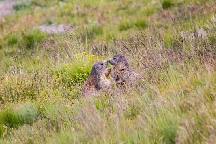 Parterapi blandt murmeldyr i 2100 meters højde i Tignes. Kort efter viste det sig, at det faktisk var en lille slåskamp. 