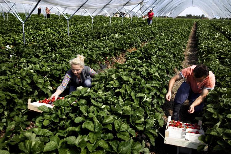 De danske jordbærmarker kom pludselig i fokus for andet end deres bær, da Lars Løkke Rasmussen i 2014 omtalte dem i forbindelse med debatten om vandrende arbejdstageres adgang til sociale ydelser. Miriam Dalsgaard