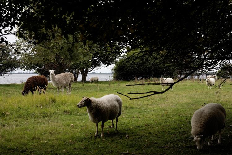 På den del af Sydhavnstippen, som nu også er inde i spillet til bebyggelse af en ny bydel, færdes både alpakaer - en slags lamaer – og får. En mindre del af det foreslåede område er fredet.  Arkivfoto: Peter Hove Olesen Arkivfoto: Peter Hove Olesen