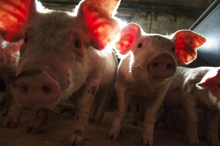 Øf, øf.  Kim Knudsen fra Merløse ved Ringsted avler årligt 90.000 slagtesvin. De får kun medicin, når de er syge,  fortæller landmanden, der kalder de  ekstra hårde regler om anbiotikaforbrug uretfærdige og unødvendige. Klaus Holsting