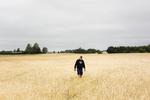 Marken har den rigtige farve – men det er tre uger for tidligt,  fortæller landmand Lars Jonsson, der har måttet fremrykke høsten efter foråret og sommerens tørke. Helst havde han set, at marken var grøn og gik ham til hofterne nu. Emma Sejersen/POLFOTO