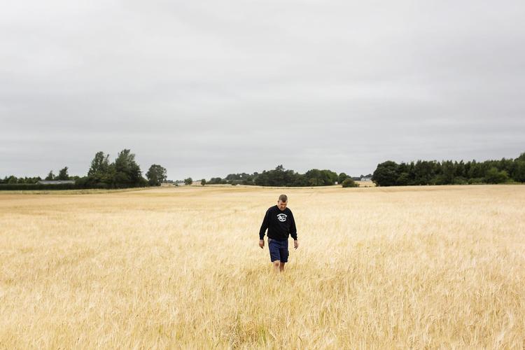 Marken har den rigtige farve – men det er tre uger for tidligt,  fortæller landmand Lars Jonsson, der har måttet fremrykke høsten efter foråret og sommerens tørke. Helst havde han set, at marken var grøn og gik ham til hofterne nu. Emma Sejersen/POLFOTO