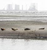 Sælerne på uden for Nordby på Fanø er en  turistattraktion, derfor bør man overveje, om en udvidelse af  Esbjerg Havn vil have konsekvenser for sælerne, mener Danmarks Naturfredningsforening. Andreas  Haubjerg