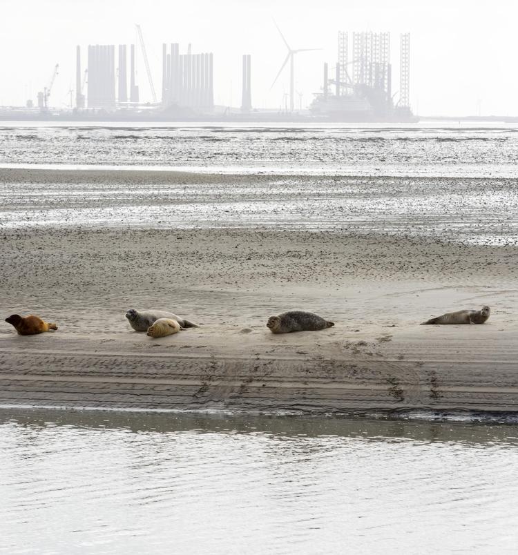 Sælerne på uden for Nordby på Fanø er en  turistattraktion, derfor bør man overveje, om en udvidelse af  Esbjerg Havn vil have konsekvenser for sælerne, mener Danmarks Naturfredningsforening. Andreas  Haubjerg