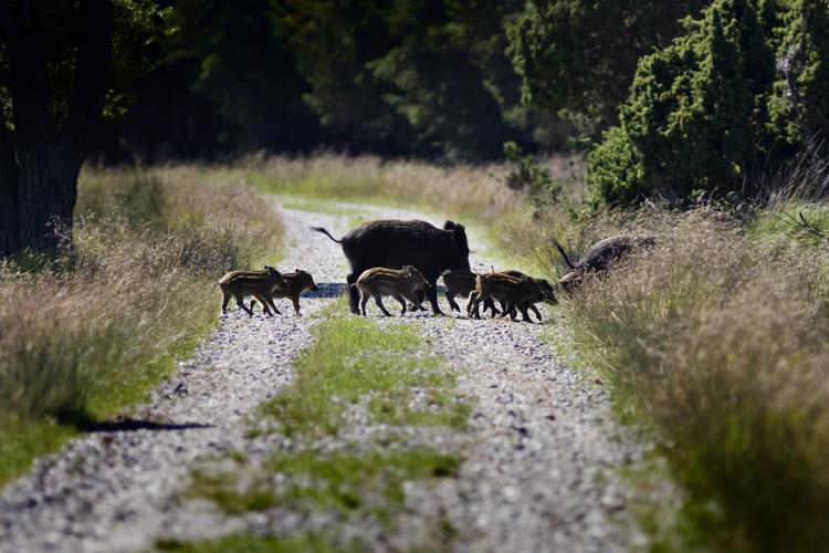 
Vildsvin fra Lille Vildmose.

   Emil Ryge Christoffersen/POLFOTO