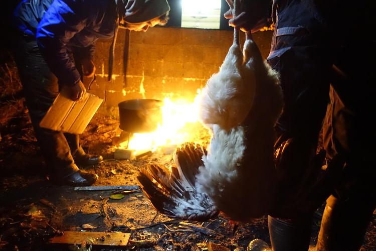  I løbet af landkollektivets arbejdsweekend var slagtning på dosmersedlen. Langt fra industrisamfundets kølediske åbenbarer den slags handlinger, at hønen er et nyttedyr. Det er mennesket også, men oftest kun til egen nytte.  