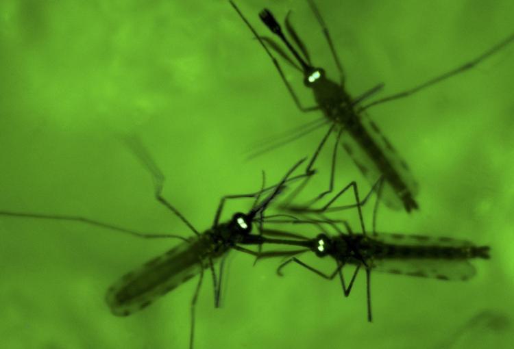 Genteknologien til at udrydde samtlige malariabærende myg i verden og dermed redde en halv million menneskeliv hvert år er tilgængelig – men den har ukendte bivirkninger. Derfor har Etisk Råd diskuteret teknikkens potentielle konsekvenser. 