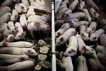 88 procent af de danske slagtesvinsbesætninger blev i 2016 testet positive for den multiresistente MRSA-bakterie, der også kan sprede sig til mennesker. (arkivfoto) 