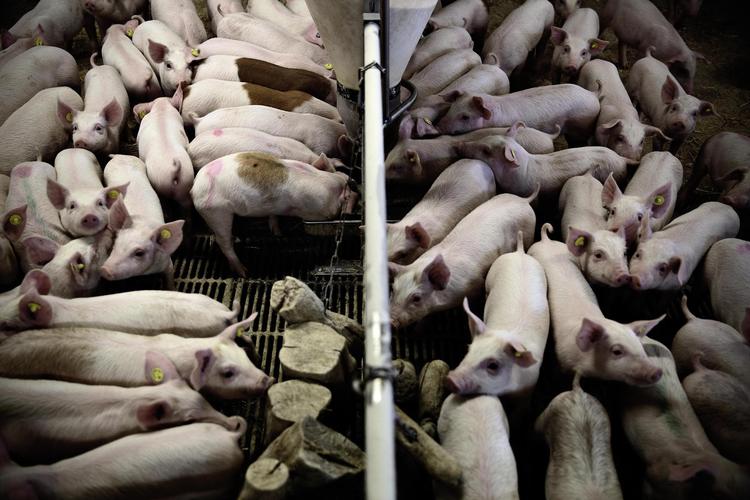 88 procent af de danske slagtesvinsbesætninger blev i 2016 testet positive for den multiresistente MRSA-bakterie, der også kan sprede sig til mennesker. (arkivfoto) 