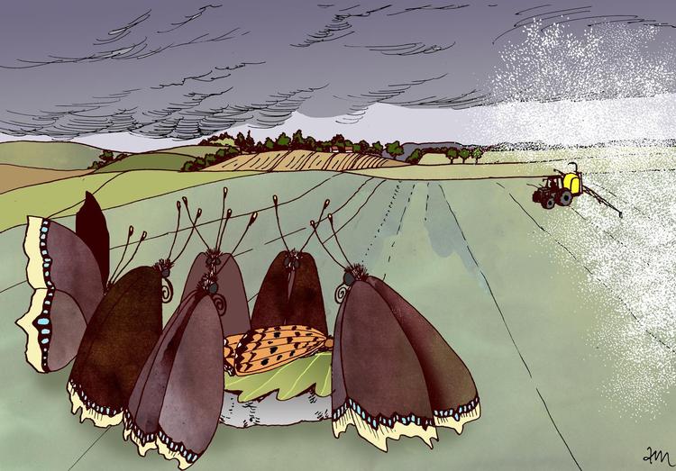 Sommerfugle og andre insekter er i rivende tilbagegang overalt, ikke mindst i Danmark. Tegning:  Anne-Marie Steen Petersen