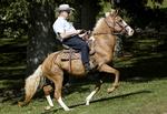 Den konservative populist Roy Moore kom ridende til valgstedet i tirsdags, »formentlig fordi hans ark var på værksted«, skrev Rex Huppke satirisk i avisen Chicago Tribune om den kristne fundamentalist, der sandsynligvis bliver Alabamas næste senator. 