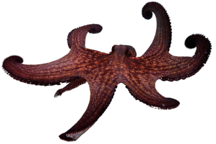 I 2020 blev blæksprutten for alvor besjælet af den sensationelle Netflix-dokumentar ’Hvad jeg lærte af en blæksprutte’. Foto: Fra filmen