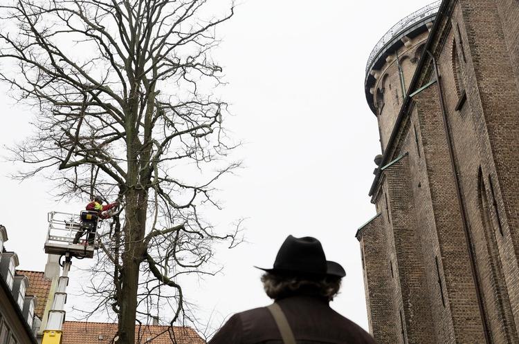 Syre fra al for store mængder urin tog livet af af de to gamle lindetræer, der har stået ved Trinitatis kirke siden Staunings tid. 