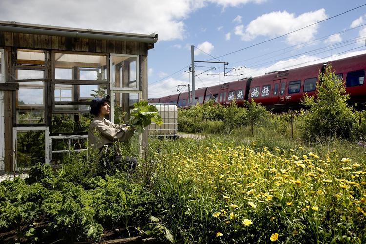 Jaleh Negaris nyttehave er et integrations-projekt, hvor folk fra hele verden samles og falder i snak. Hun har haft travlt med koncerter, så nyttehaven er fyldt med vildt-voksende planter – mest ukrudt. 